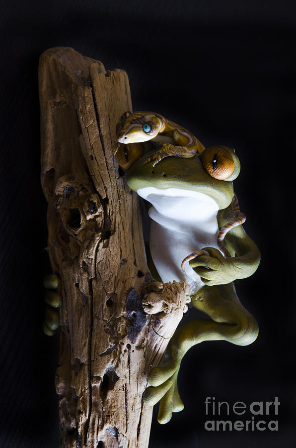 Frog Spirit 3 Photograph by Bob Christopher