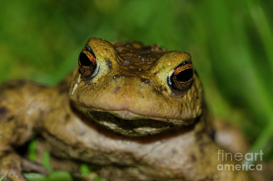 Frog Photograph by Steev Stamford