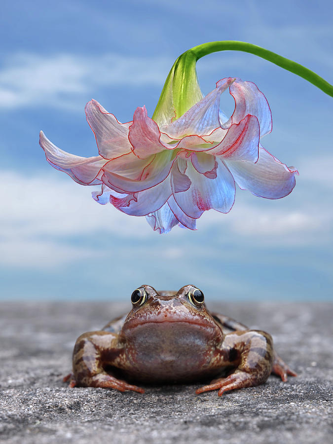 Frog Sunshade Photograph by Gill Billington