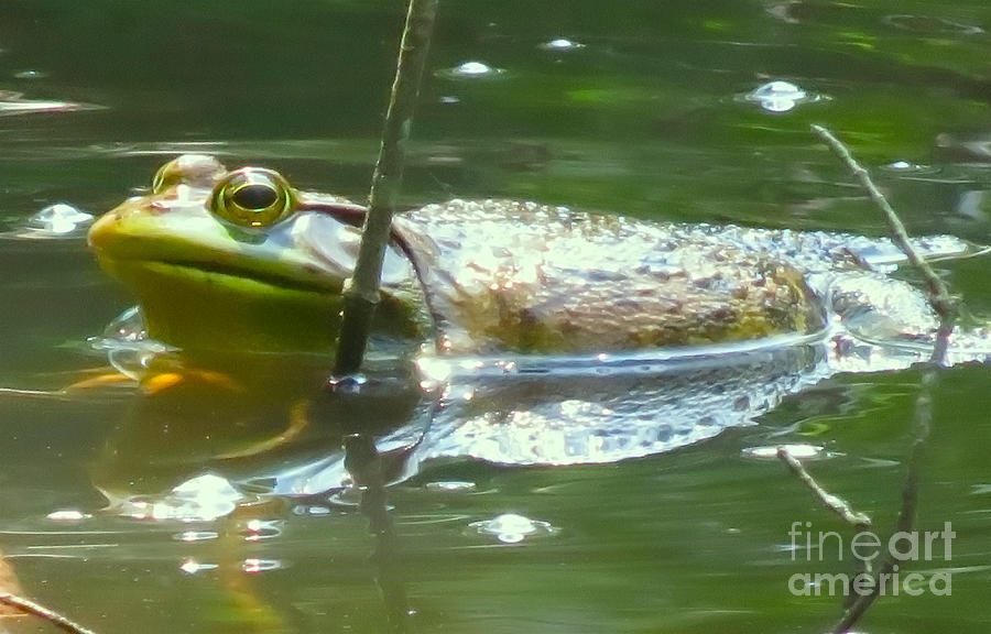 Frog Swimming Photograph by Beth Myer Photography