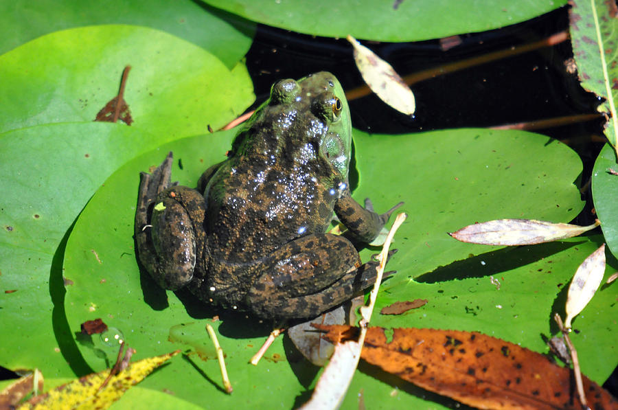 Frog Photograph by Teresa Blanton