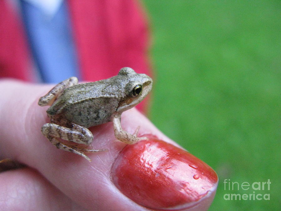 Nature Photograph - Frog the Prince by Ausra Huntington nee Paulauskaite