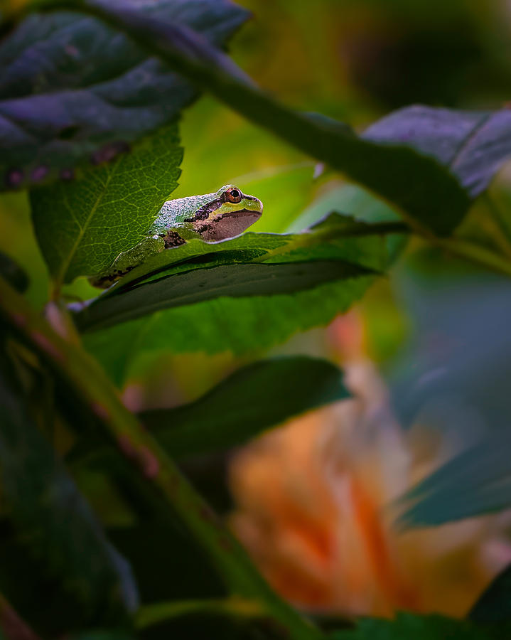 Rose Photograph - Frog by Thomas Hall