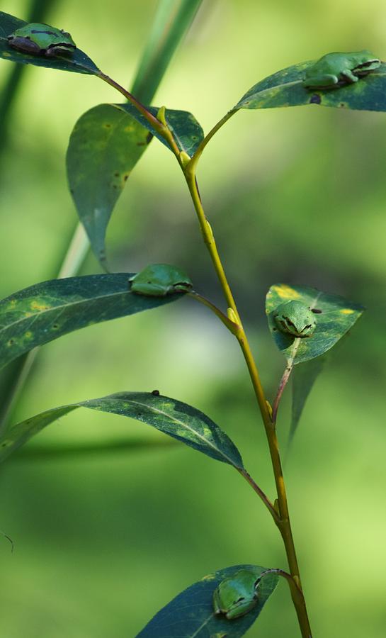 Frog tree.......Tree frog Photograph by Jimmy Chuck Smith