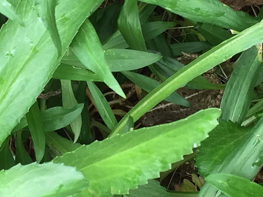 Frog Photograph - Frog under Green by Lorraine Coughlin
