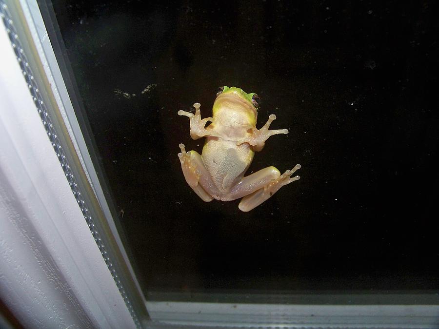 Frog Photograph - Frog Wants In by Kathern Ware