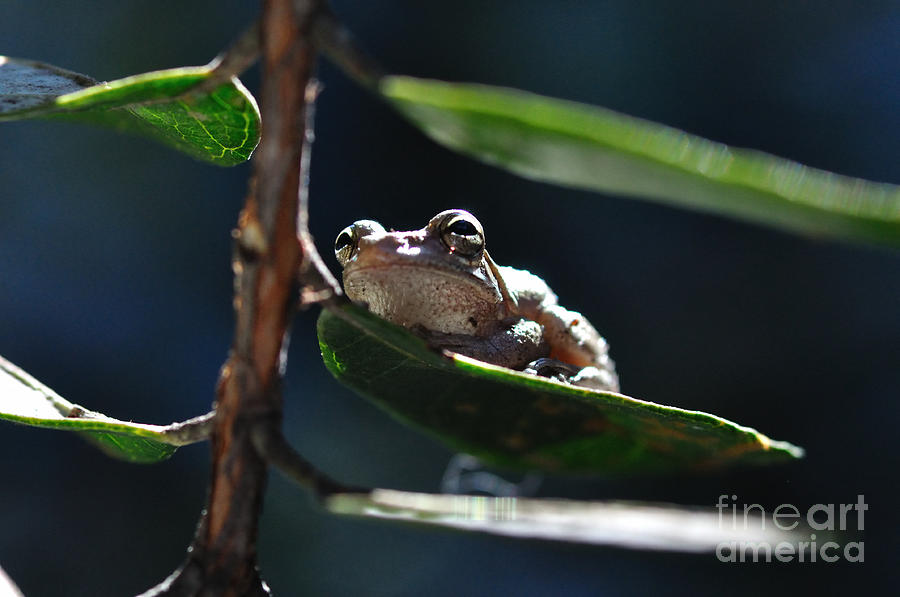 Frog with Twinkle in Eye Photograph by Wayne Nielsen