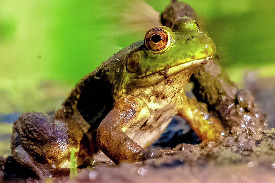 Frogger Photograph By Ronald Hunt Fine Art America