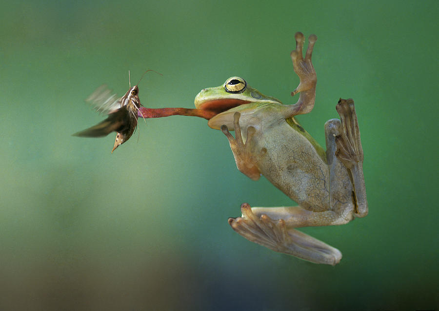 Froggie Went a Huntin Photograph