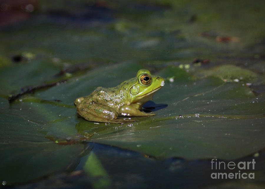 Froggy 2 Photograph by Douglas Stucky