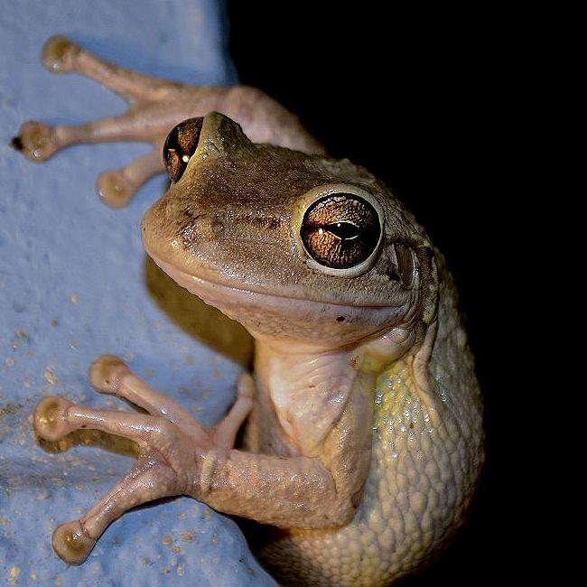 Frog on a wall -Florida Photograph by Adrian De Leon Art and Photography