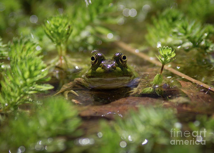 Froggy Photograph by Douglas Stucky