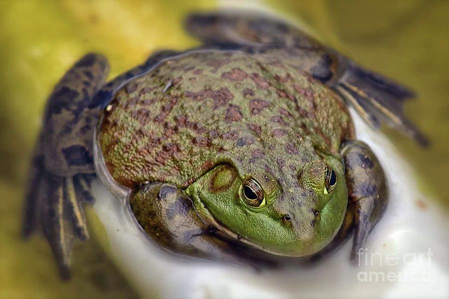 Frog Photograph - Froggy by Gaby Swanson Frog Photograph - Froggy by Gaby Swanson