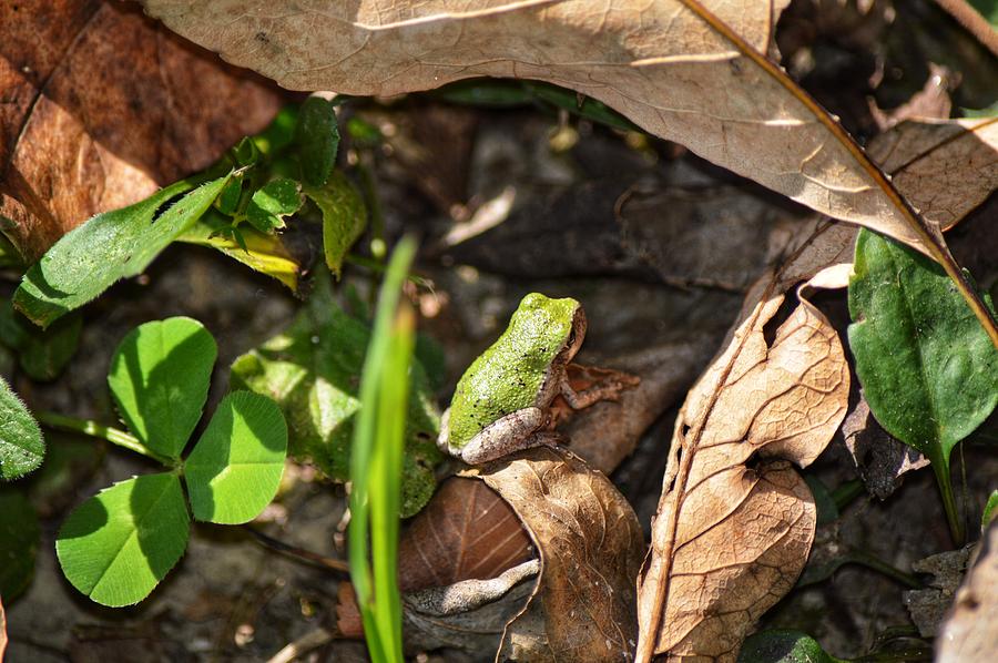 Froggy  Photograph by Joseph Caban