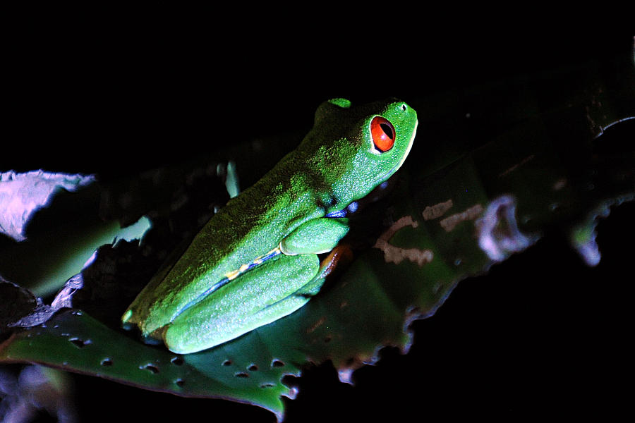 Froggy Photograph by Keith Lovejoy