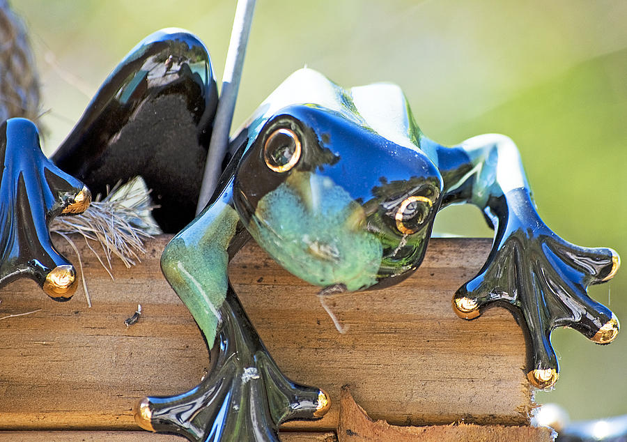 Froggy Photograph by Kenneth Albin