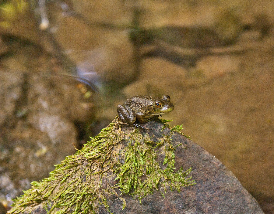 Nature Photograph - Froggy on a Hill by Douglas Barnett