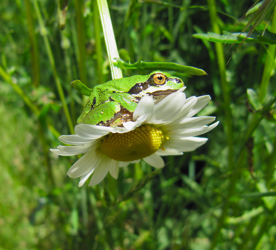 Froggy went a courtin Photograph by Tracey Levine
