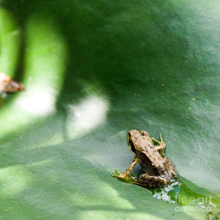 Frog Photograph - Froglet by Liz Alderdice