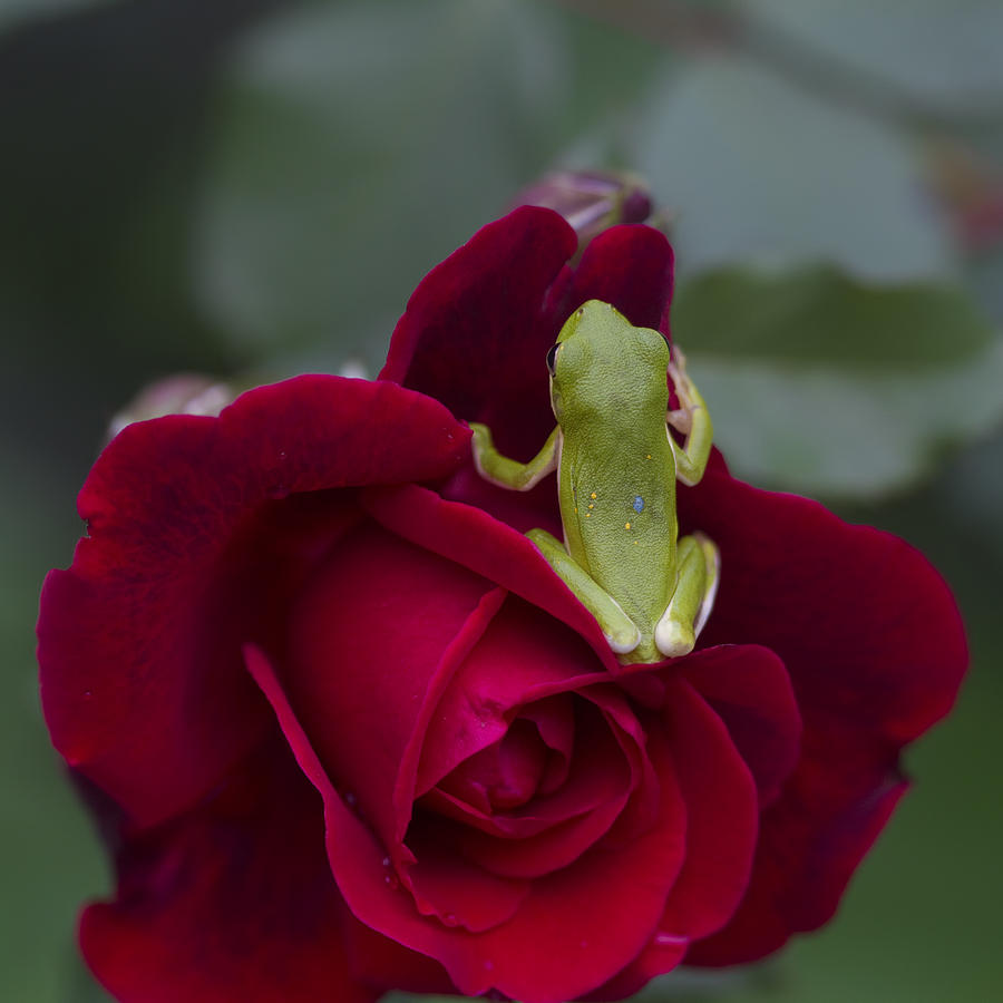 Rose Photograph - Frogs and Red Roses  by Kathy Clark