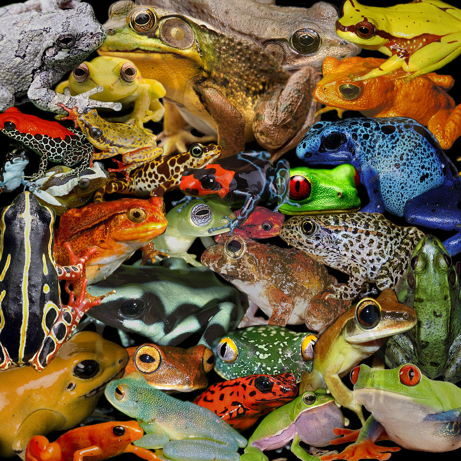 Frogs Photograph by Andrew Fare