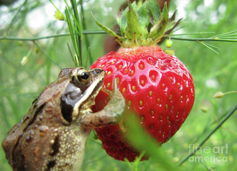 Wildlife Photograph - Frogs Love Strawberries Too  by Ausra Huntington nee Paulauskaite