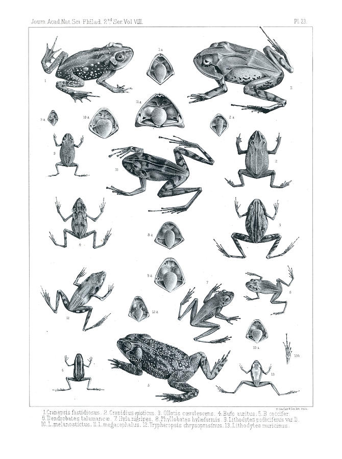 Frogs of Costa Rica Drawing by T Sinclair