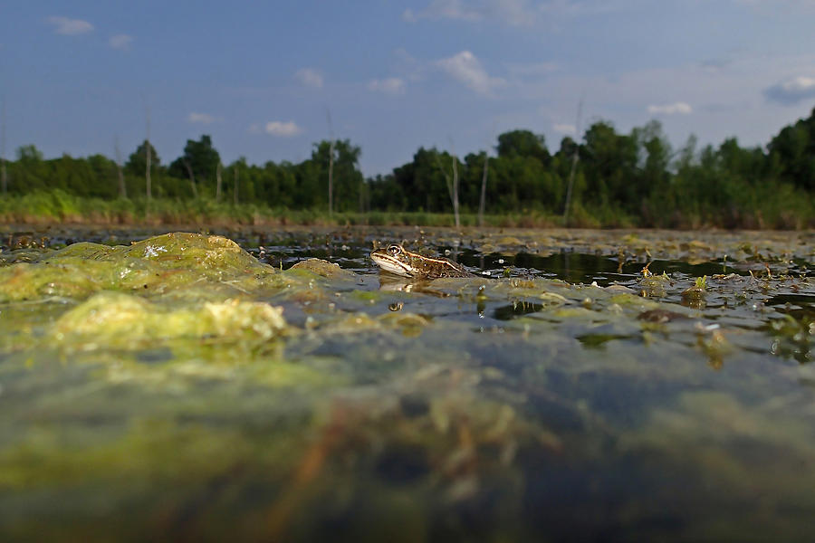 Frog's view of the pond Photograph by Asbed Iskedjian - Pixels