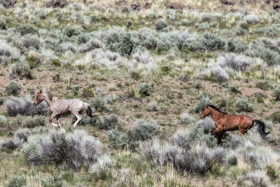 Frolic for Two, No. 1 Photograph by Belinda Greb