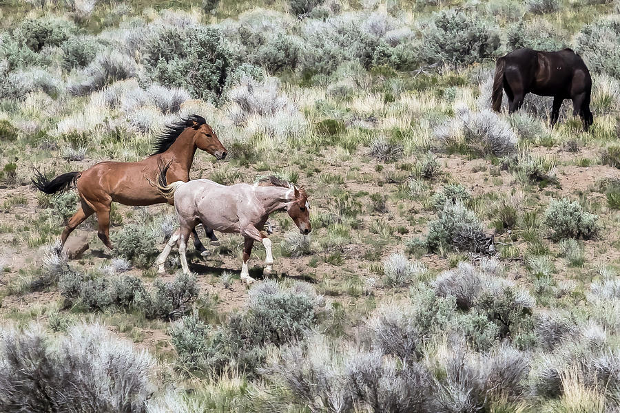 Frolic for Two, No. 7 Photograph by Belinda Greb
