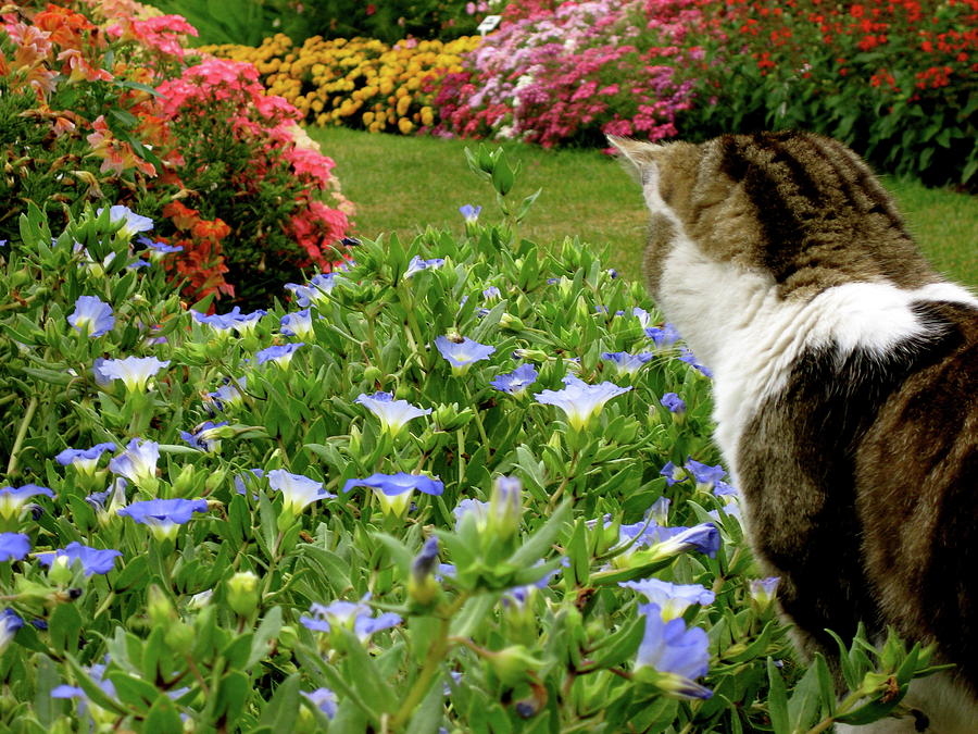 Frolic in the Flowers Photograph by Rebecca Wood