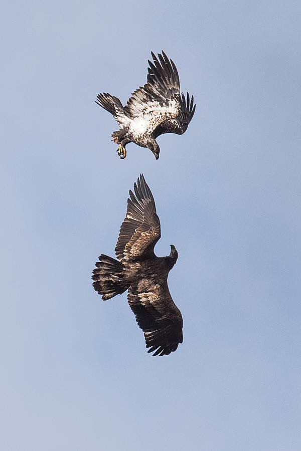 Frolicking Eagles Photograph by Paul Freidlund