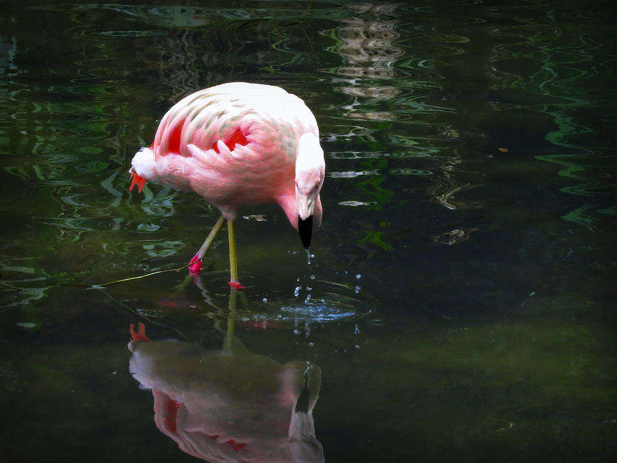 Frolicking Flamingo Photograph by Wanderbird Photographi LLC