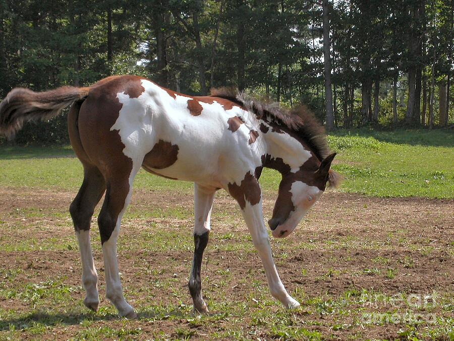 Animal Photograph - Frolicking Foal by Sandra Huston