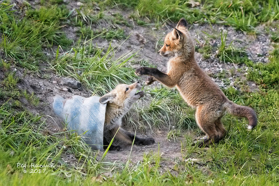 Frolicking Fox Photograph by Peg Runyan