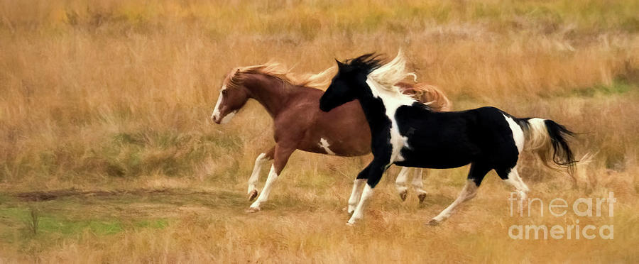 Frolicking Horses Photograph by Priscilla Burgers