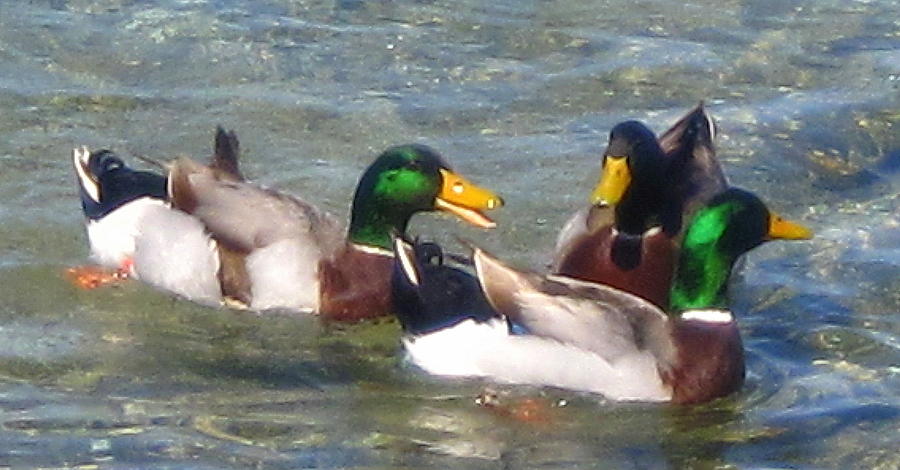 Frolicking Mallards Photograph by Lessandra Grimley