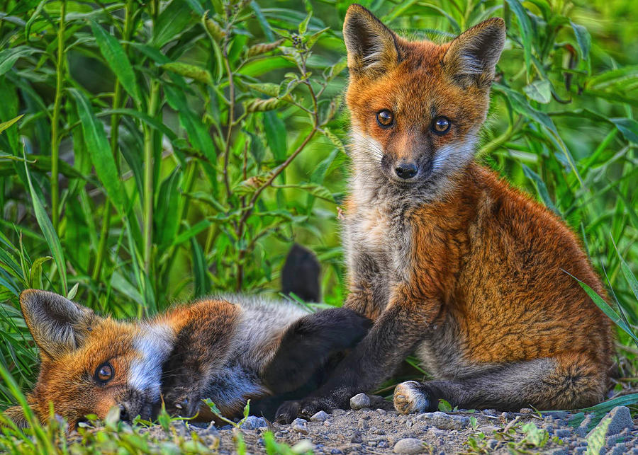 Frolicking Red Fox Kits Photograph by Bernadette Chiaramonte - Fine Art ...