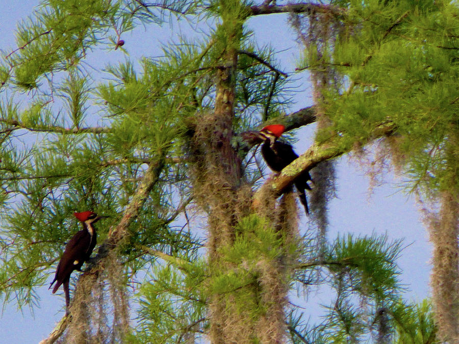 Frolicking Woodpeckers Photograph by Kimo Fernandez
