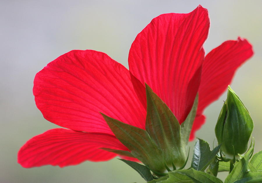 From Behind a Red Hibiscus Photograph by Sheila Brown