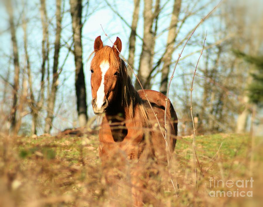 Horse Photograph - From Behind the Briers  by Teresa A Lang