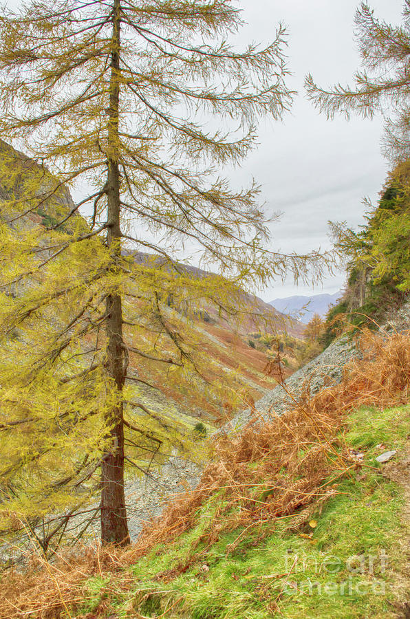 Landscape Photograph - From Castle Crag Cumbria by Linsey Williams