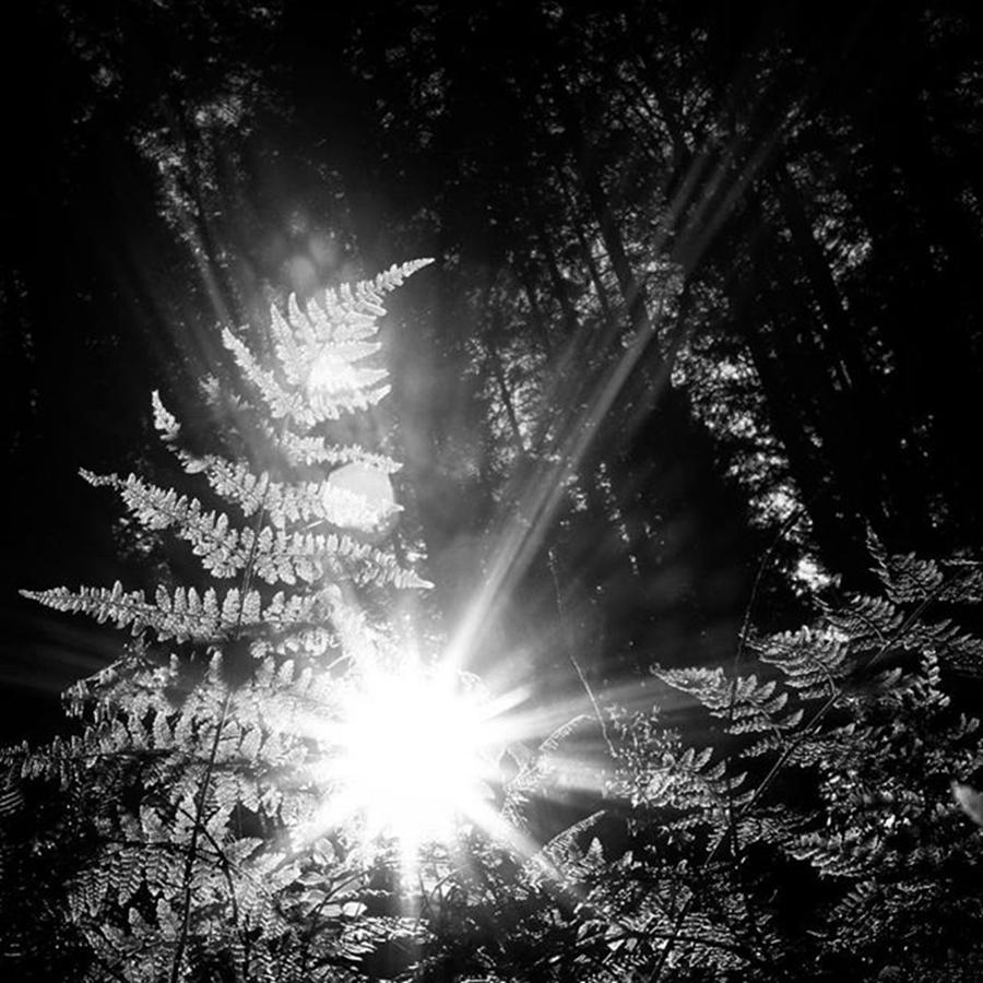 From The Forest Floor Photograph by Aleck Cartwright
