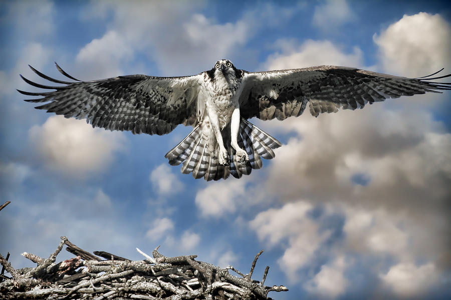Osprey Photograph - From the Nest by Steve McKinzie