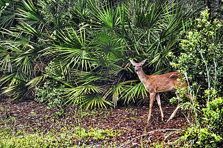 From The Palmetto Bushes Photograph by Jan Amiss Photography
