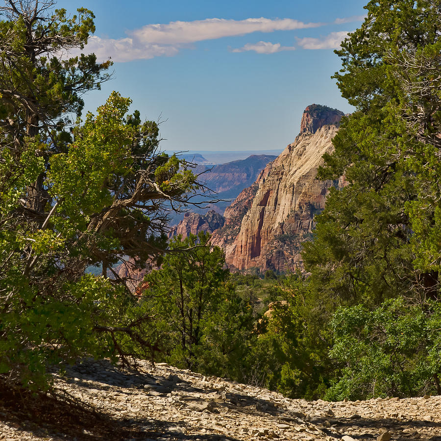 Zion National Park Photograph - From the Trail by Steven Wilson
