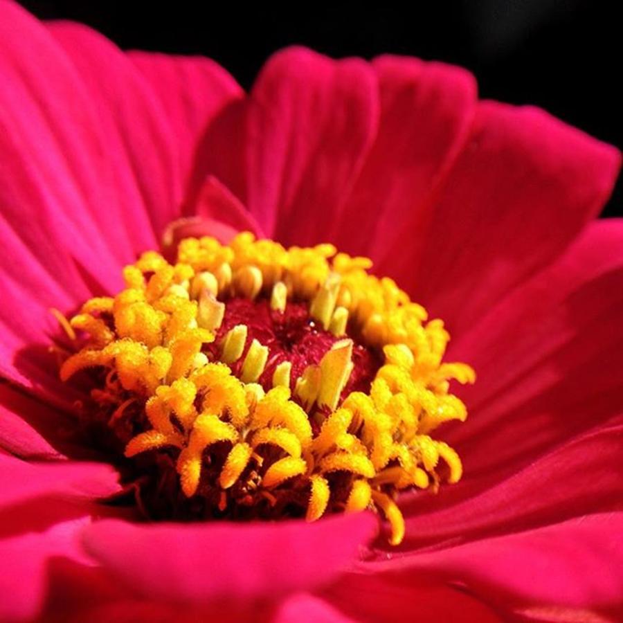 Floral Photograph - From The Yard...
#iphone by Craig Szymanski