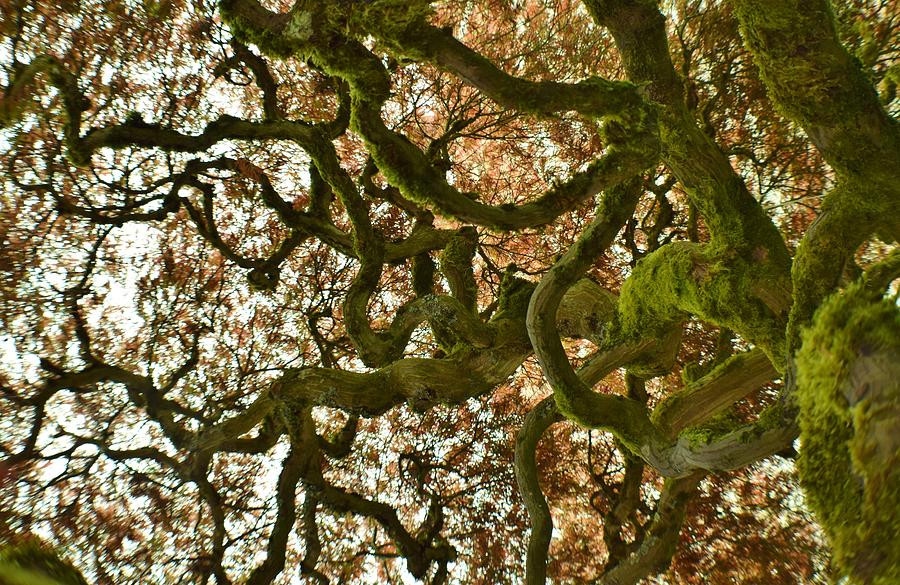 From Under The Old Japanese Maple Photograph by Jimmy Chuck Smith