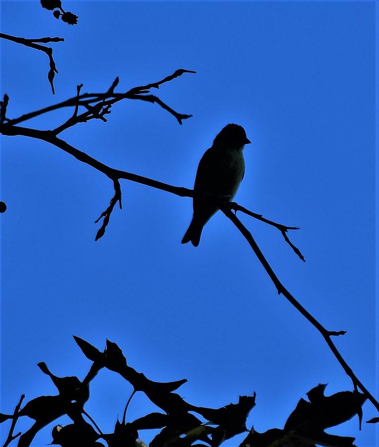 Blue Bird On Blue Photograph by John Glass