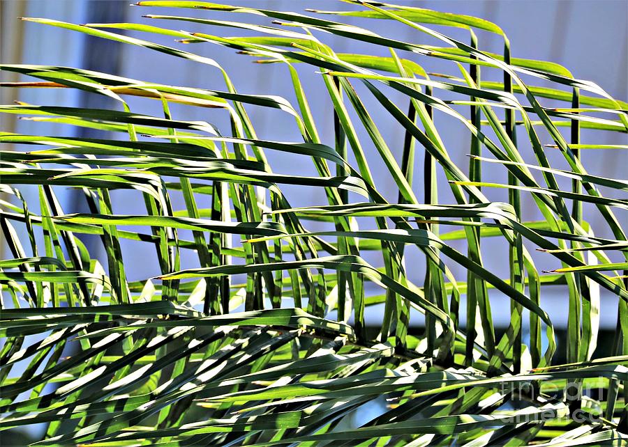 Frond Abstract Photograph by Diann Fisher